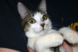 Scare Cat