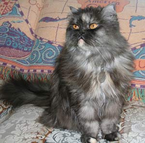 persian cat picture by
