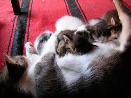 pregnant cat symptoms. Pregnant Cat - Signs Of Labour