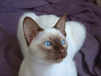 siamese cat picture by