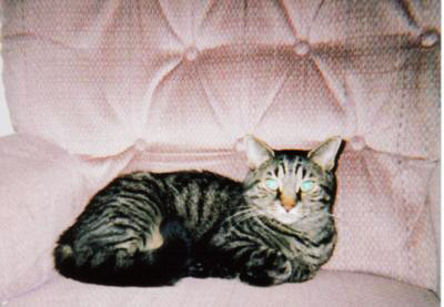 Smokey Cat