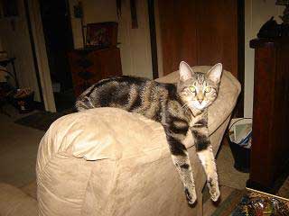 Stinky Cat