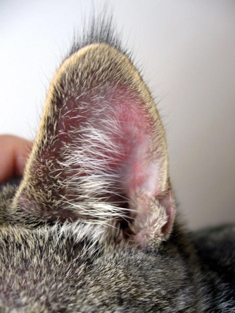 Something In Your Dog S Ear Something In Your Dog S Ear