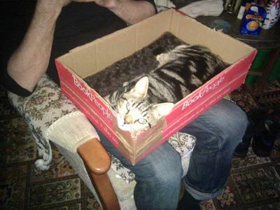 Holly Kitty In A Box