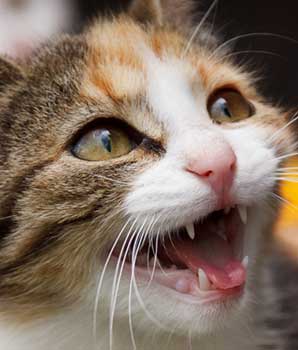 How To Stop Cats From Meowing Excessively How To Stop Cats From Meowing Excessively