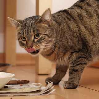How Long Can You Leave Out Wet Cat Food How Long Can You Leave Out Wet Cat Food