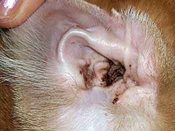 Why Are My Cats Ears Dirty Why Are My Cats Ears Dirty