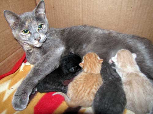 How Long Does It Take For Cat Pregnancy To Show How Long Does It Take For Cat Pregnancy To Show