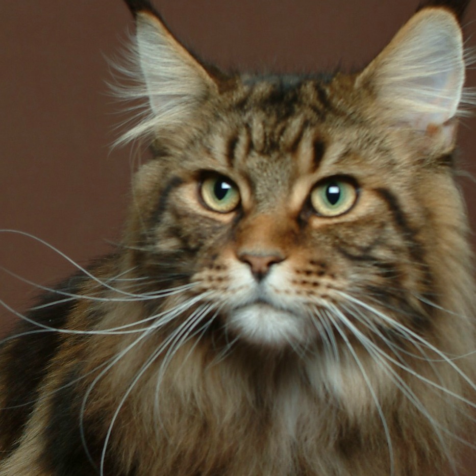 Savannah Cross Bengal Breed With Norwegian Forest Cat Savannah Cross Bengal Breed With Norwegian Forest Cat