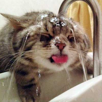 cat-drinking-from-tap.jpg