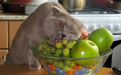 cat-eating-fruit.jpg