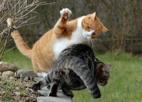 Почему кошка агрессивная коты дерутся рыжий и серый битва котов