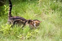 Pixie the cat in the long grass