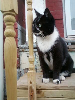 Moo my cat on my Porch