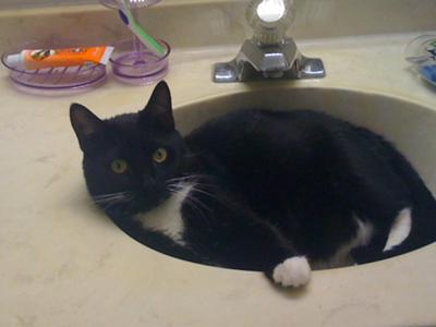 my cat in the sink