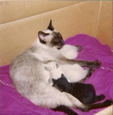 Siamese mother cat