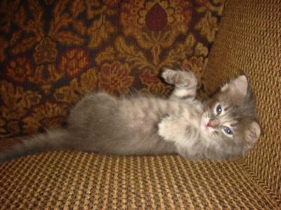 my-1-month-and-2-weeks-old-kitten-poo-issue-34222.jpg