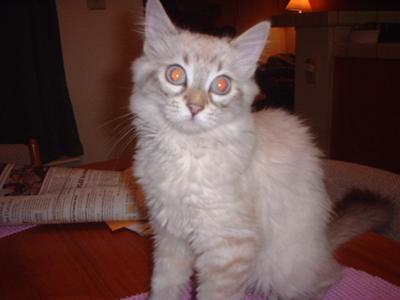 This is Geisha when she was about 4 years old.
