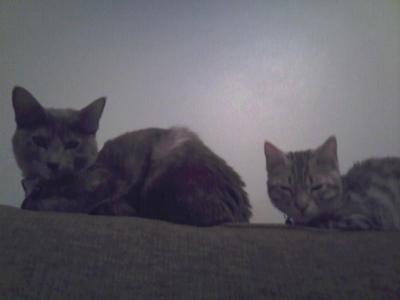 My two cats Daisy and Zippy