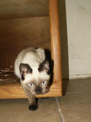 my is acting strange my cats acting my is acting strange my cats acting