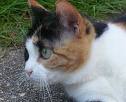 My cat 'Trampolina'