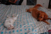 my dog and cat