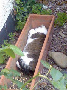Little Mo The Cat Sleeping In a plant Holder