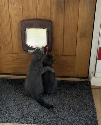 why do cats get spooked for no reason I’ll look after you little sister.