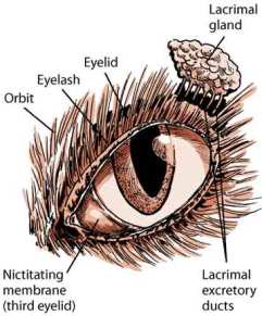 Cat Eye Problems And Treatment