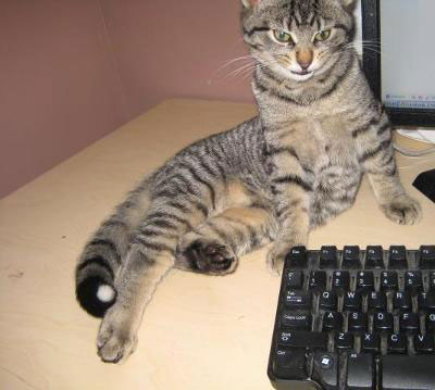 My Cat Keeps Giving Me Her Kitten My Cat Keeps Giving Me Her Kitten