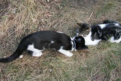 Byron And Shelley In The Garden