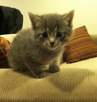 How To Take Care Of A 6 Week Old Kitten