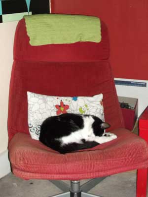 Byron our cat in his favourite chair