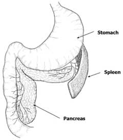 cat pancreas