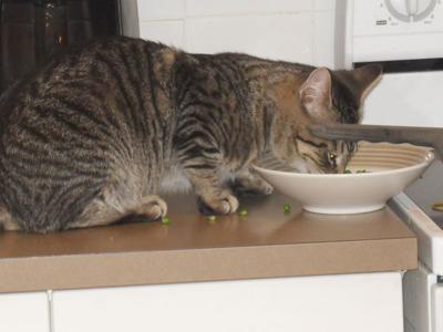 Teddy loves his veggies