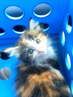 Jasmine my kitten in the milk crate we got her in