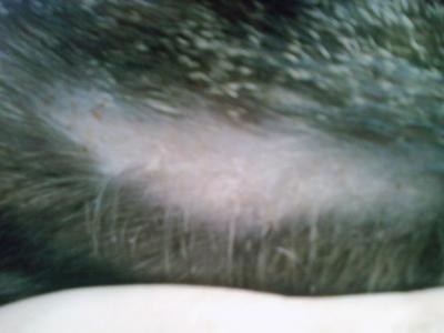 cat balding near tail