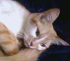 cat photo of bella jane