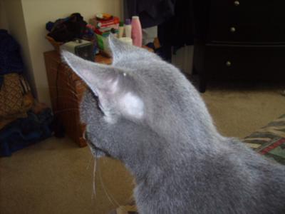 blue russian cat losing fur