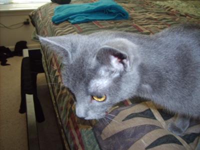 My Blue Russain Cat