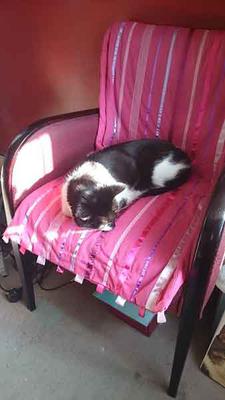 Byron on pink chair