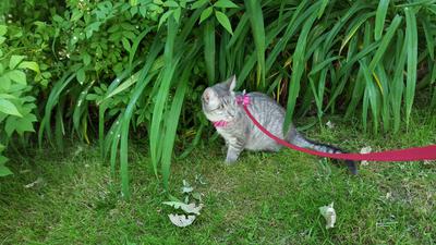 Callie in the grass