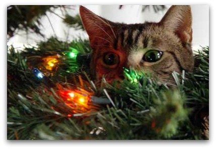 Cat and Christmas tree