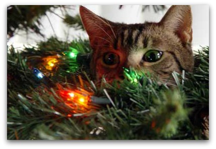 Cat and Christmas tree