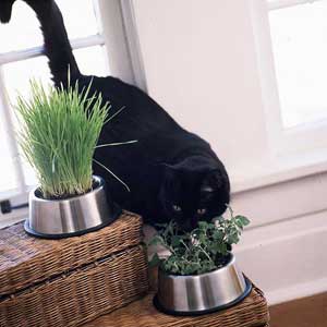cat eating cat grass