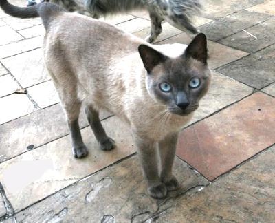 my siamese cat