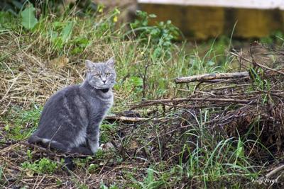 cat playing outside 