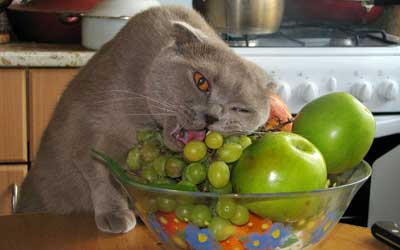 Vegetarian Cat Food Cat Nutrition Will It keep Your Cat Healthy