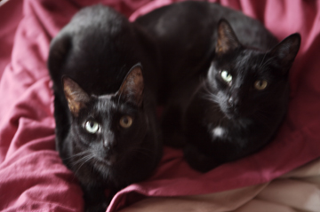 zazie and geri black siamese