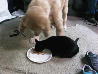 the dogs doesn't like sharing his food !